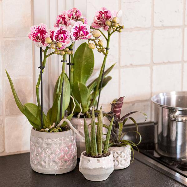 Kolibri Orchids | Rosa lilac Phalaenopsis Orchid - El Salvador - Topfgröße Ø9cm | blühende Zimmerpflanze - frisch vom Züchter - Oasis of Life
