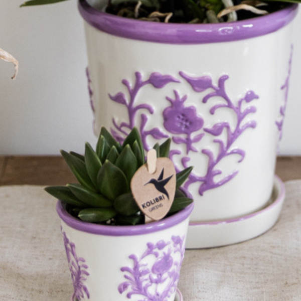 Glockenblume - Campanula Addenda Ambella Intense Purple in Malaga-Dekotöpfen - Topfgröße 12 cm - Staude - Winterhart - 2 Stück