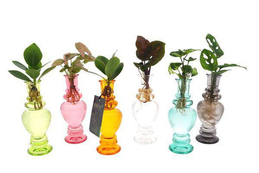 Zimmerpflanzen Mix – 6 Pflanzen – Ø7 cm – ca. 20 cm hoch – Hydroponisch im Venedig Glas – Pflegeleicht & dekorativ 