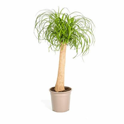 Beaucarnea Recurvata Stängel Ø24cm - ↕80 - 100cm