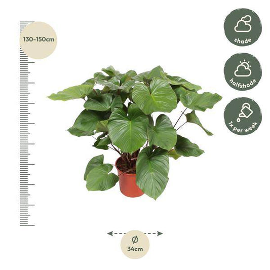 Herzblatt - Homalomena Rubescens Maggy - Zimmerpflanze - 140cm - ø34cm 