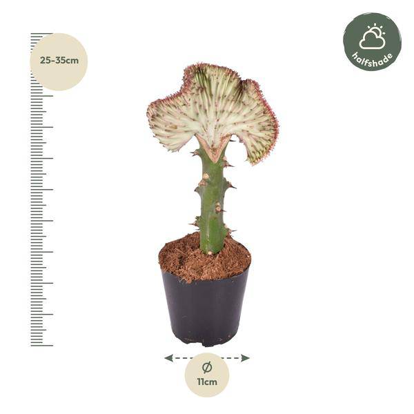 Euphorbia lactea Cristata Rot - Drachenknochenkaktus - Zimmerpflanze - ↕30 cm - ø10,5cm