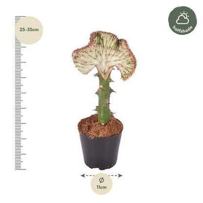 Euphorbia lactea Cristata Rot - Drachenknochenkaktus - Zimmerpflanze - ↕30 cm - ø10,5cm