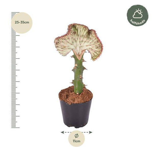 Euphorbia lactea Cristata Rot – Drachenknochenkaktus – Korallenkaktus – Exotische Zimmerpflanze – Sukkulente – Pflegeleicht – ↕30cm – Ø10,5cm 
