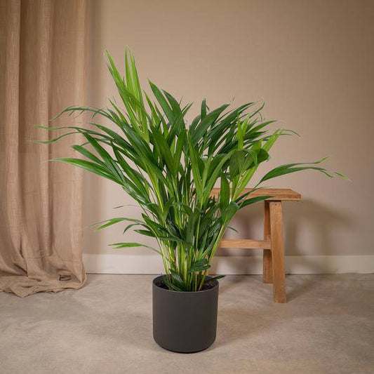 Dypsis Lutescens - Areca - Ø17cm - ↕60cm - Oasis of Life