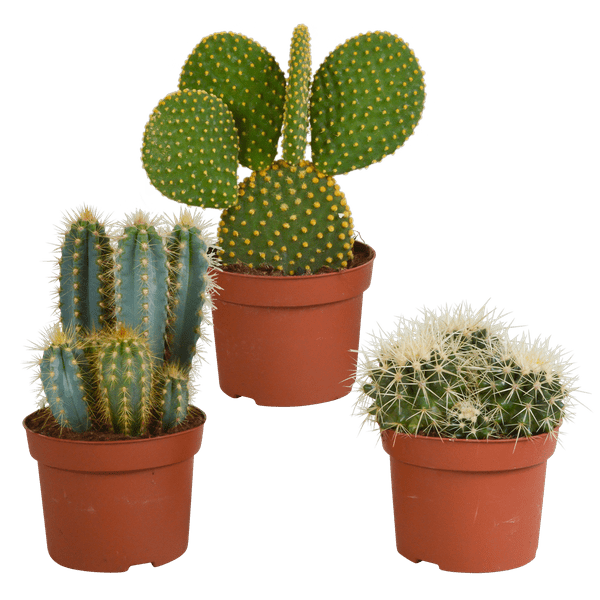 Kakteen Mix - 10,5 cm - 3 Stück - 12cm