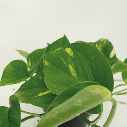 Efeutute - Epipremnum Aureum Scindapsus - Zimmerpflanze - 25cm - ø15cm - 2 Stück