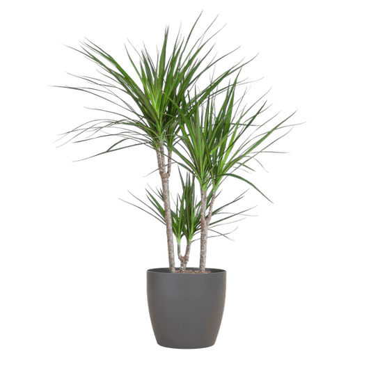 Dracaena Marginata mit Viber-Topf grau - 95 cm - Ø21 - Oasis of Life