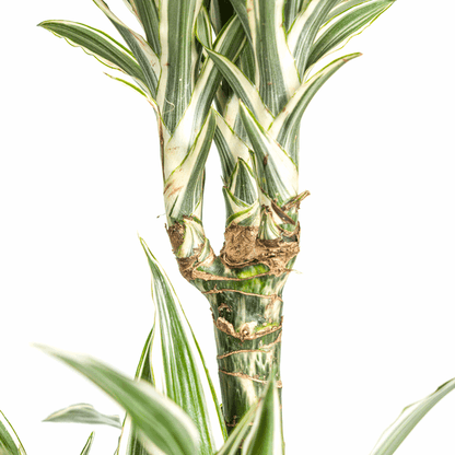 Dracaena Deremensis White Stripe – Drachenbaum – Ø24cm – ↕130-150cm – Elegante Zimmerpflanze mit weißen Blattstreifen – Pflegeleicht & luftreinigend 