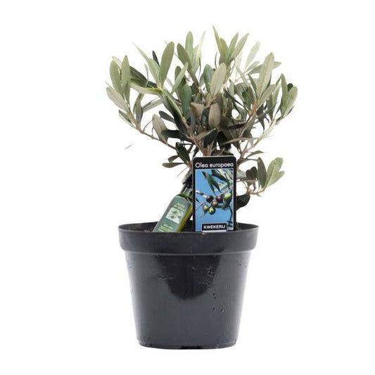 Olivenbaum - Olea Olive - Zimmerpflanze - Ø13cm - ↕25cm