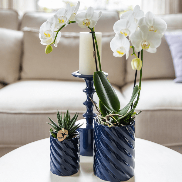 Amabilis Orchidee Weiß & Sukkulente Haworthia – Zimmerpflanzen Set – Candy Dekotöpfe Blau Ø9cm & Ø6cm – Pflanzenset für Wohnzimmer & Geschenkidee 