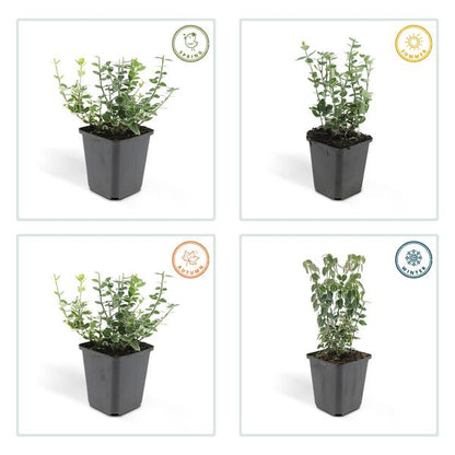 Kletter-Spindelstrauch - Euonymus 'Emerald 'n Gaity' - ↕10-25cm - Ø9cm - 20 Stück