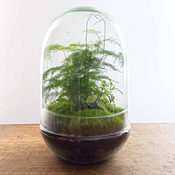 Flaschengarten - DIY - Ei XL - ↕ 30 cm