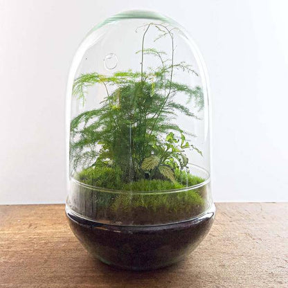 Flaschengarten - DIY - Ei XL - ↕ 30 cm