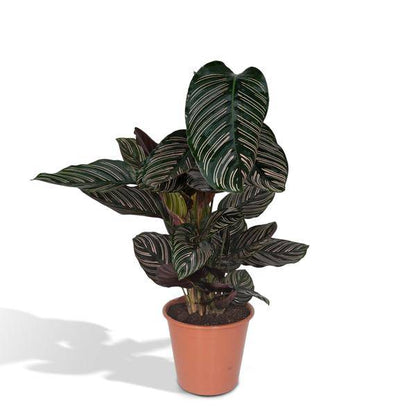 Calathea Ornata - Ø19cm - ↕75cm - Oasis of Life