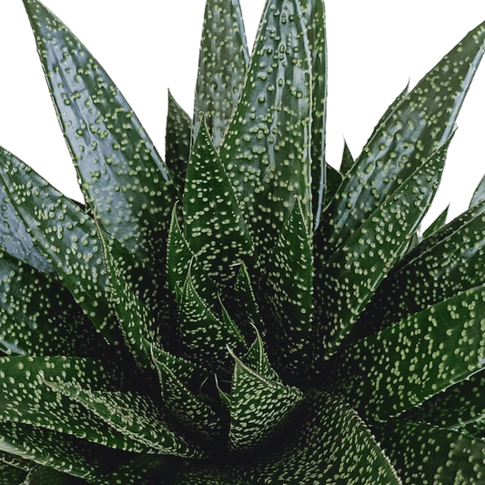 Gasterie - Gasteria 'd Due - Zimmerpflanze - Sukkulente - 17cm 