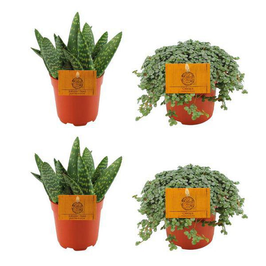 2x Aloe Paradisicum & 2x Pilea Glauca – Set aus 4 Zimmerpflanzen – Ø10,5 cm – Pflegeleichte Sukkulenten & grüne Mini-Pflanzen – Perfekt für Wohnräume und Büros