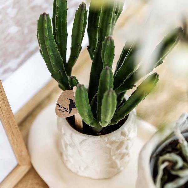 Star Fish Blumentopf Off White Ø9cm – Dekorativer Keramiktopf mit Seestern-Muster – Sommerlicher Pflanzentopf im maritimen Design – Blumendeko für Wohnzimmer, Küche & Bad 