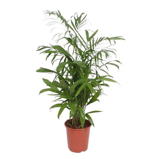 Bambuspalme – Chamaedorea Seifrizii – Zimmerpflanze – 140cm – Ø27cm – pflegeleichte tropische Palme für Wohnzimmer, Büro und Wintergarten 