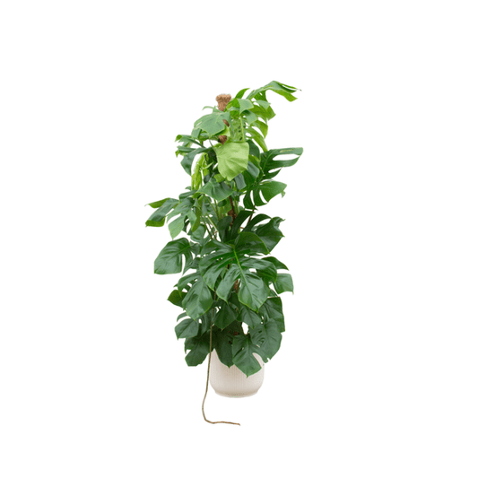 Monstera Pertusum – Fensterblatt – ca. 150cm hoch – Ø30cm – Inkl. Pflanztopf Vibes Fold Rund Weiß – XXL Zimmerpflanze mit großen Blättern – Tropische Grünpflanze für Wohnzimmer & Büro 