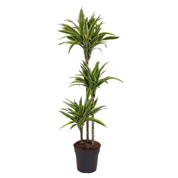 Drachenbaum – Dracaena Lemon Lime 140cm – Ø24cm – Zimmerpflanze mit grün-gelben Blättern – Pflegeleichte exotische Grünpflanze für Wohnzimmer, Büro & Wintergarten 