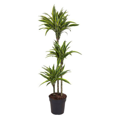Drachenbaum – Dracaena Lemon Lime 140cm – Ø24cm – Zimmerpflanze mit grün-gelben Blättern – Pflegeleichte exotische Grünpflanze für Wohnzimmer, Büro & Wintergarten 