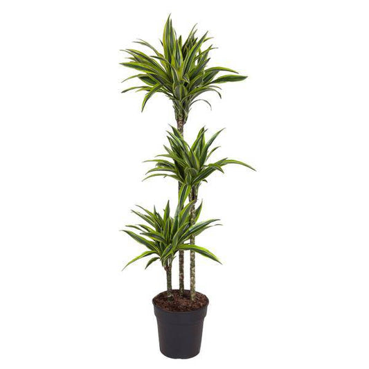 Drachenbaum – Dracaena Lemon Lime 140cm – Ø24cm – Zimmerpflanze mit grün-gelben Blättern – Pflegeleichte exotische Grünpflanze für Wohnzimmer, Büro & Wintergarten 