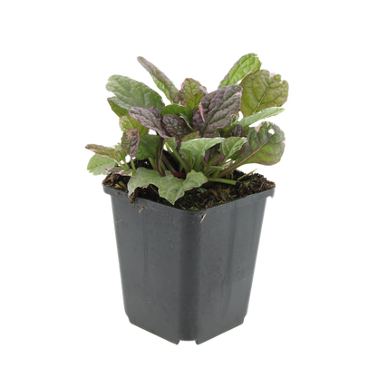 Kriechender Günsel - Ajuga reptans 'Burgundy Glow' - ↕10-25cm - Ø9cm - 6 Stück
