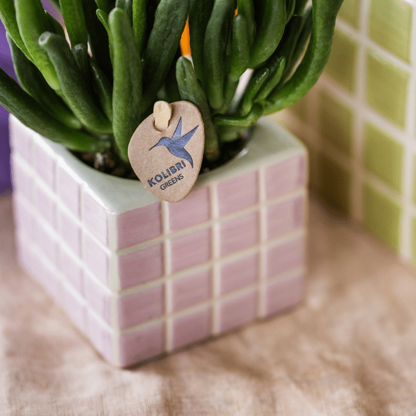 Mosa Ziertopf - Rosa - Ø6cm 