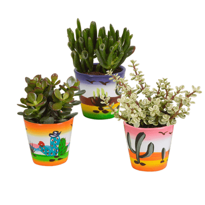 Dickblatt - Crassula - Mix 8,5 cm - 3 Stück - Zimmerpflanze - im Mexicaanse-Topf
