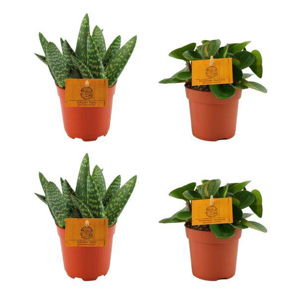 2x Aloe Paradisicum + 2x Peperomia Obtipan Grün - Zimmerpflanze - Ø10.5cm - ↕10cm