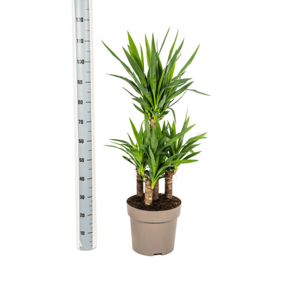 Yucca Elephantipes Ø30cm - ↕100cm - Oasis of Life