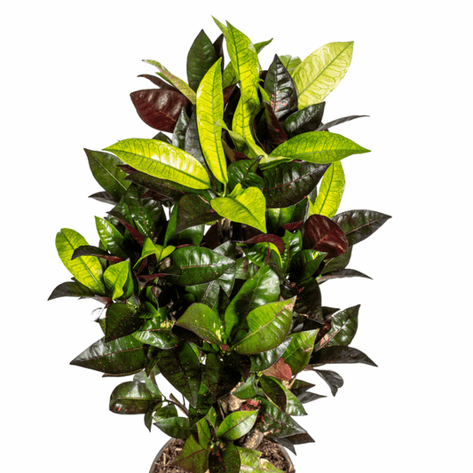 Codiaeum 'Croton' Iceton Ø21cm - ↕60 - 80cm