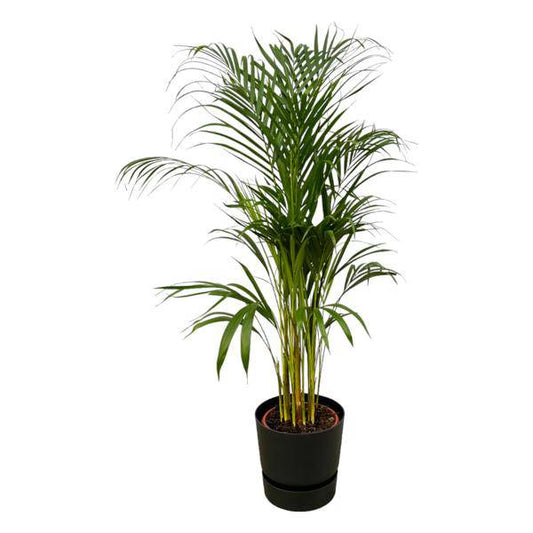 Areca Palme – Betelpalme – Zimmerpflanze ca. 110cm – ø21cm – inkl. Pflanzgefäß Greenville Schwarz D24xH23 – Tropische Zimmerpalme für Wohnzimmer, Büro & Wintergarten 