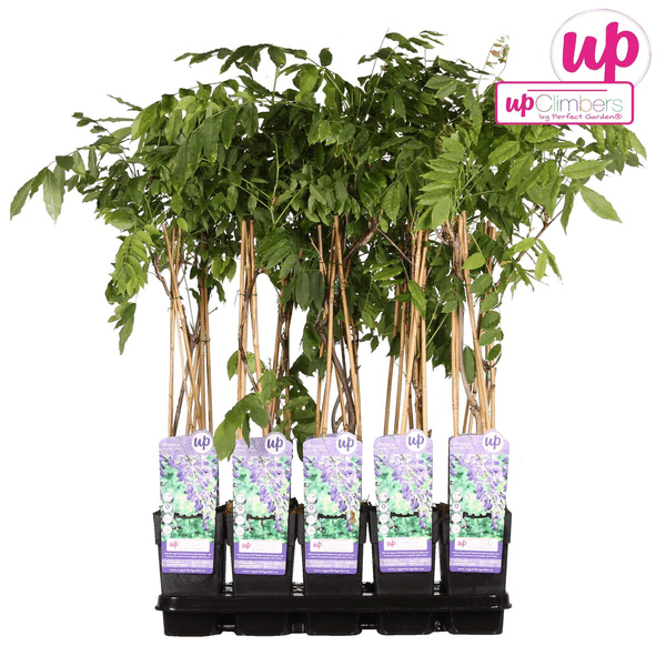 Chinesischer Blauregen - Wisteria sinensis 'Prolific' Glyzinie - Ø15cm - ↕65cm