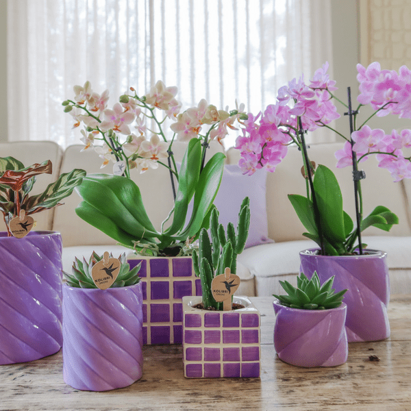 Mosa Ziertopf - Flieder - Ø6cm 