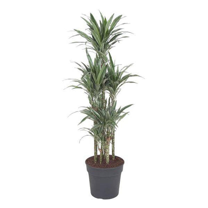 Drachenbaum - Dracaena Warneckei Karussell - Zimmerpflanze - 140 cm - ø31cm