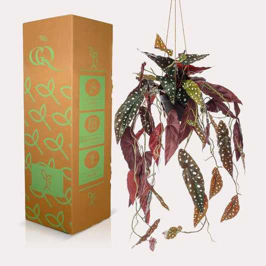 Kunstpflanze - Begonia Maculata - Forellenbegonie - 80 cm 