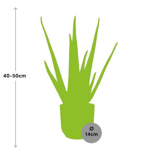 Echte Aloe - Aloe Vera - Zimmerpflanze - 12cm + Topf Vibes Falten 14cm Rosa 