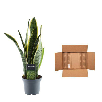 Sansevieria Laurentii – Bogenhanf – Zimmerpflanze – Pflegeleichte Grünpflanze – Luftreinigend – Exotische Blattschmuckpflanze – Ø12cm – ↕45cm 