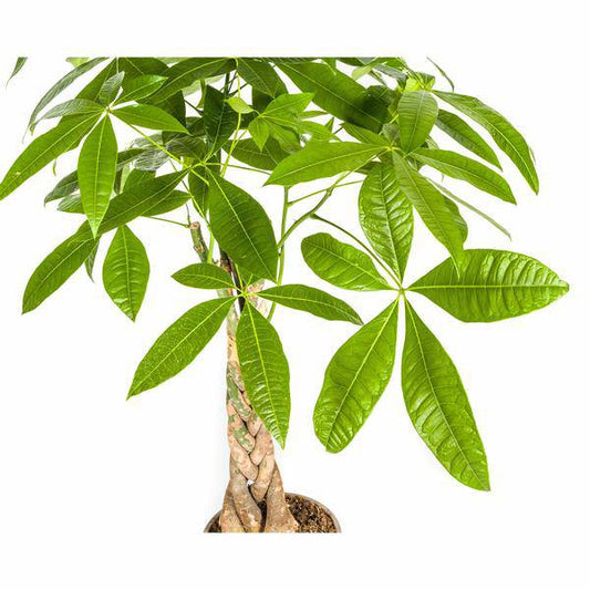 Pachira Aquatica – Glückskastanie – Geldbaum – Zimmerpflanze Ø21cm ↕90-110cm – Geflochtener Stamm – Pflegeleicht 
