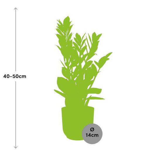 Glücksfeder Zamioculcas – 45-50cm Zimmerpflanze inkl. Ziertopf Vibes Fold Rosa Ø14cm – Pflegeleichte Grünpflanze mit glänzenden Blättern – Robust & luftreinigend – Für Wohnzimmer & Büro 