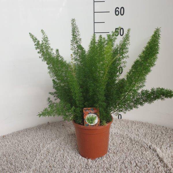 Zierspargel - Asparagus D. Meyers - Zimmerpflanze - Ø17cm - ↕50cm 