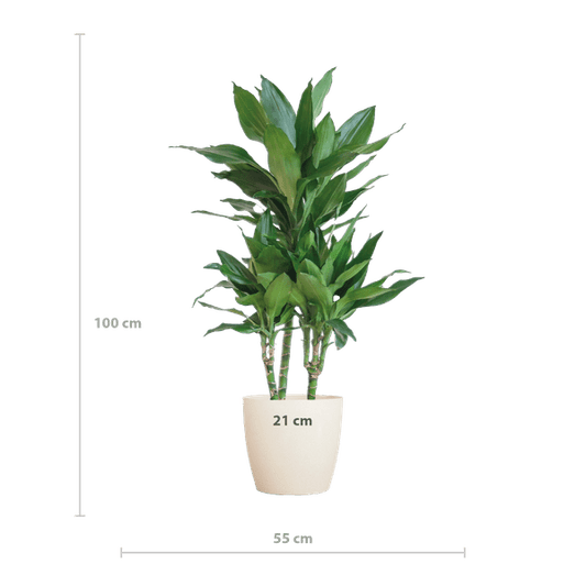 Dracaena Janet Lind 95cm – Drachenbaum Zimmerpflanze Ø21cm im weißen Viber Topf – pflegeleichte luftreinigende Grünpflanze für Wohnzimmer und Büro 