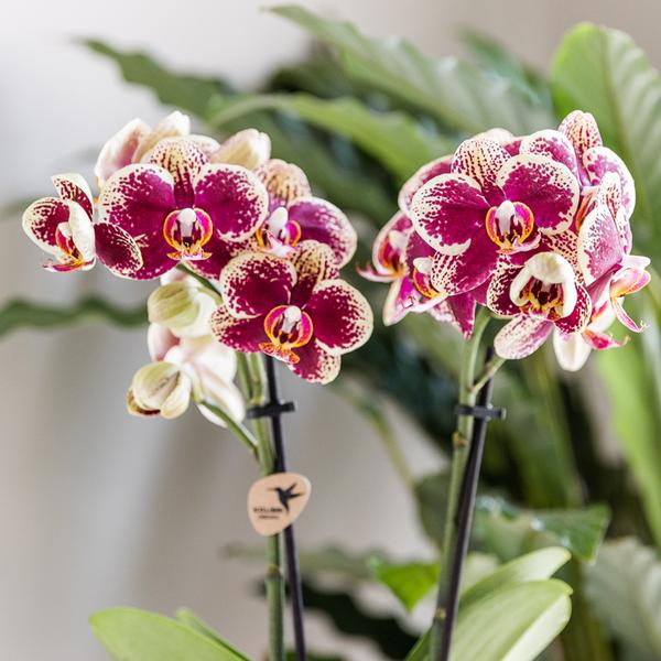 Gelbe rote Phalaenopsis Orchidee - Spanien - Topfgröße Ø9cm | blühende Zimmerpflanze - frisch vom Züchter - Oasis of Life