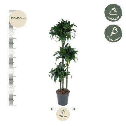 Drachenbaum - Dracaena Tatuade - Zimmerpflanze - 140cm - ø24cm