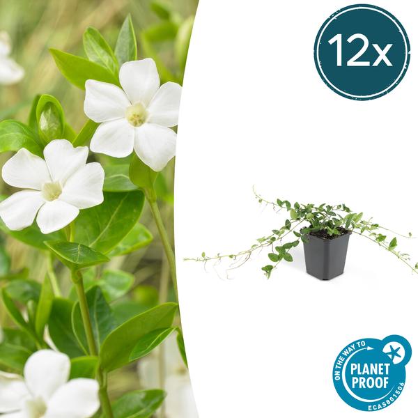 Weißes Immergrün - Vinca minor 'Alba' - ↕10-25cm - Ø9cm - 12 Stück