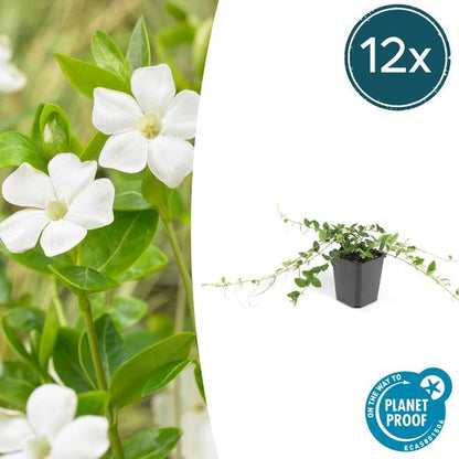 Weißes Immergrün - Vinca minor 'Alba' - ↕10-25cm - Ø9cm - 12 Stück