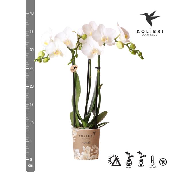 weiße Phalaenopsis-Orchidee - Amabilis - Topfgröße Ø9cm | blühende Zimmerpflanze - frisch vom Züchter - Oasis of Life