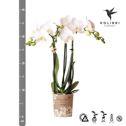 weiße Phalaenopsis-Orchidee - Amabilis - Topfgröße Ø9cm | blühende Zimmerpflanze - frisch vom Züchter - Oasis of Life